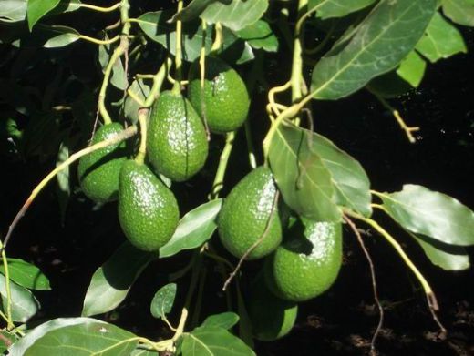 Avokado Çiçeği Kullanımı ve Faydaları Nelerdir?