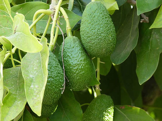Avokado Yaprağının Faydaları ve Kullanımı Avokado Yaprağının Faydaları ve Kullanımı